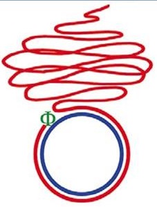 ALT C-Circle Assay