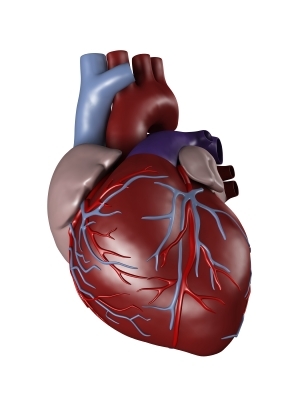 Viable Human Tissue