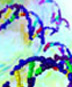 GPCR Cell Lines
